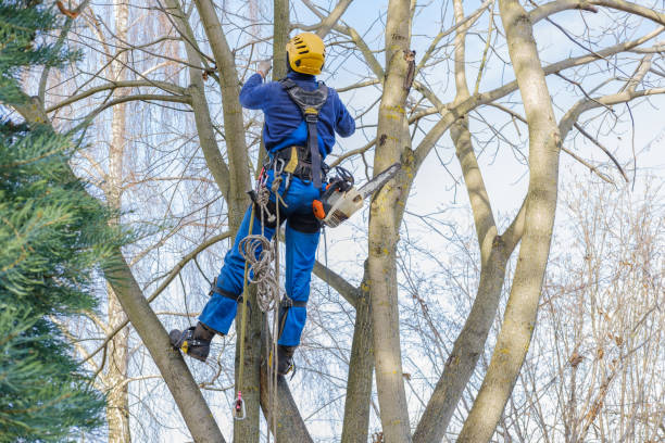 Tree and Shrub Care in Hoover, AL